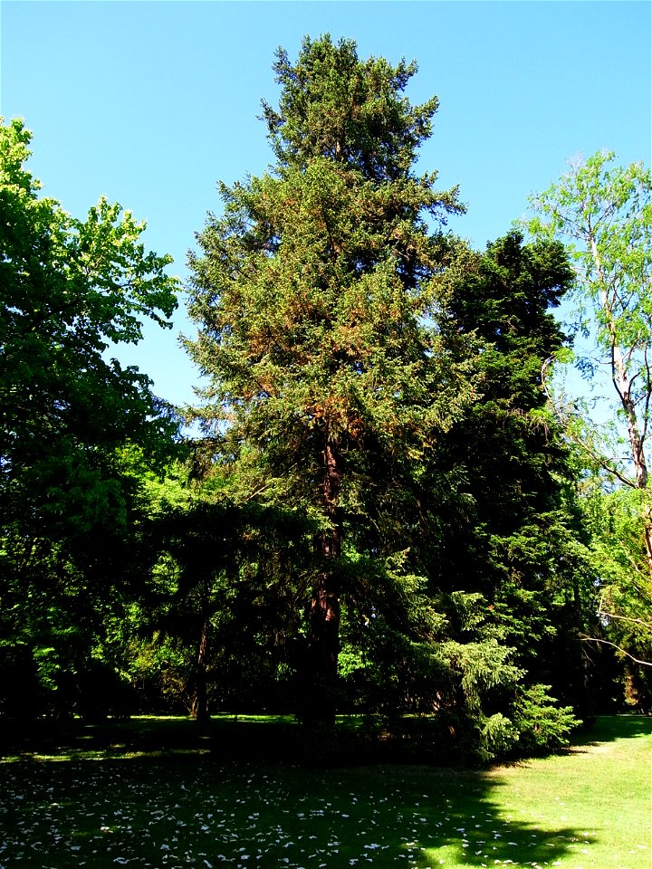 Kalifornische Douglasie (Pseudotsuga menziesii) im Landesarboretum Baden-Württemberg