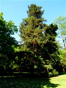 Kalifornische Douglasie (Pseudotsuga menziesii) im Landesarboretum Baden-Württemberg photo