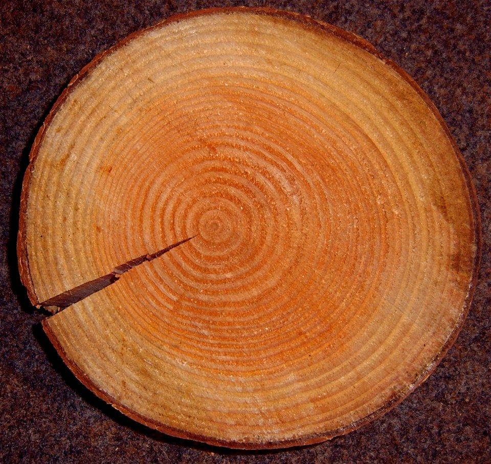 Foto taken by Lumbar 16:20, 6 November 2005 (UTC) in Osnabrück