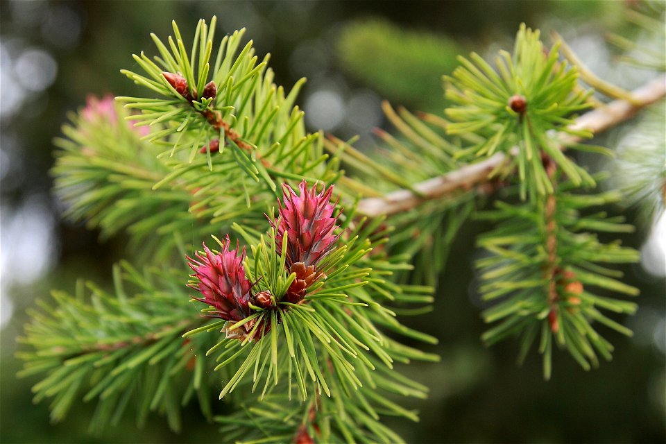 English: Pseudotsuga menziesii seed cones during pollination. Cultivated tree in Estonia, Keila.Français : Branche de sapin de Douglas (Pseudotsuga menziesii) portant des cô photo