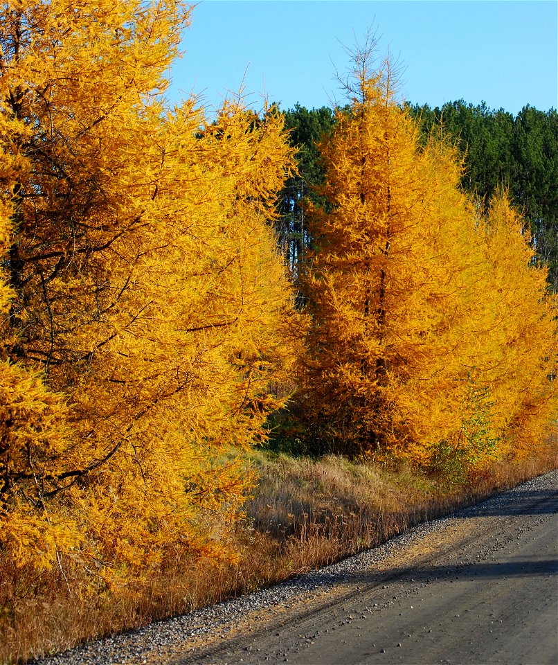 A stand of tamarack trees. Taken in Barre town, Vermont, USA.
