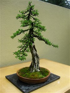 Larix laricina (American Larch) bonsai.  Origin: ca 1880, USA.  In training since: 1972.  Bonsai artist: Nick Lenz.