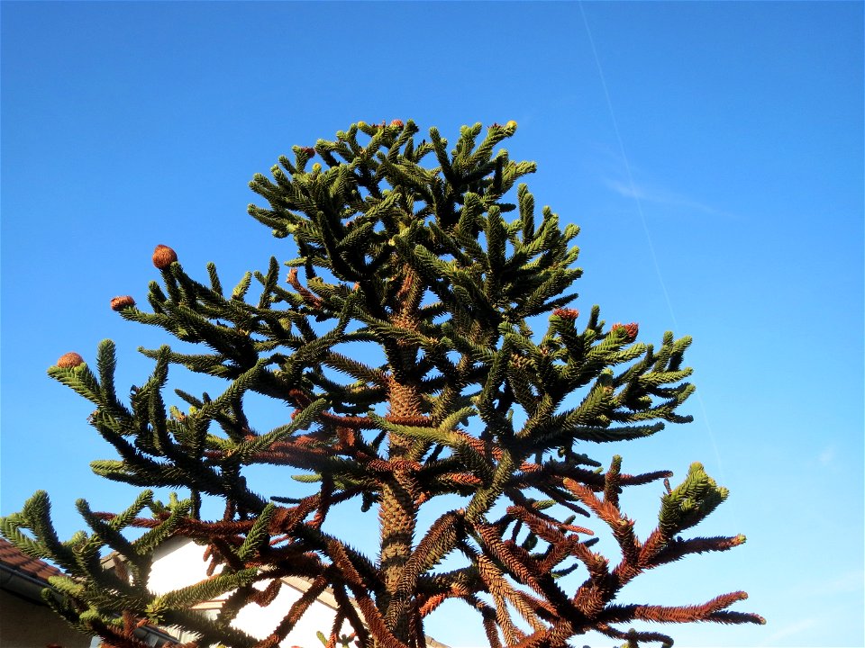 Andentanne (Araucaria araucana) in Hockenheim