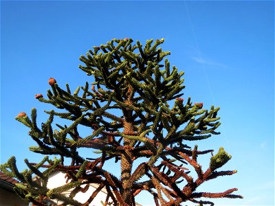 Andentanne (Araucaria araucana) in Hockenheim