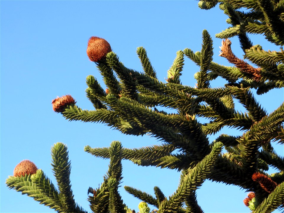 Andentanne (Araucaria araucana) in Hockenheim