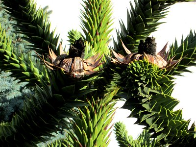 Andentanne (Araucaria araucana) in einem Vorgarten in Hockenheim - Ursprung: Südmerika