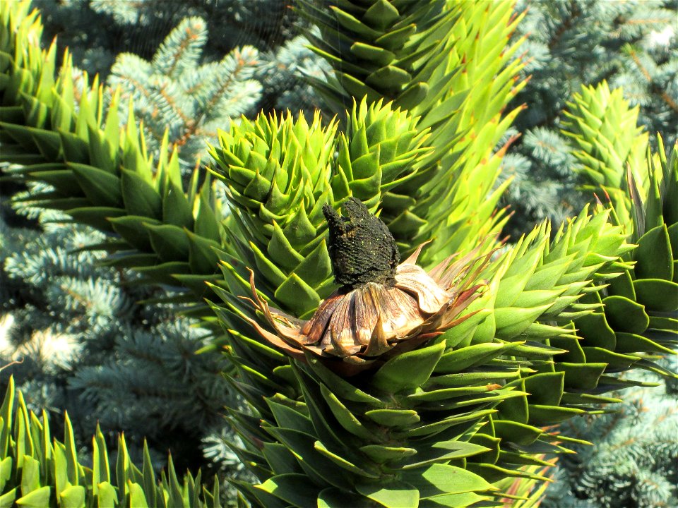 Andentanne (Araucaria araucana) in einem Vorgarten in Hockenheim - Ursprung: Südmerika