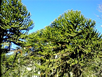 Pehuén Araucaria araucana, Parque Nacional Nahuelbuta, Angol, Chile.