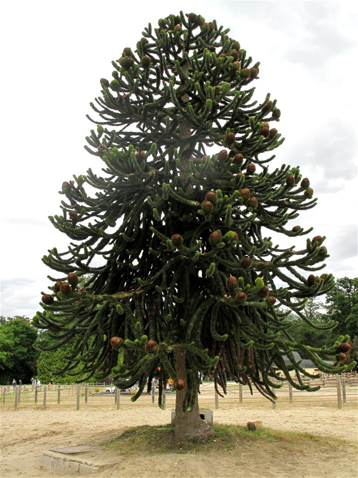 Araucaria araucana in the Mer de sable, near Paris, France.