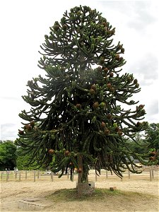 Araucaria araucana in the Mer de sable, near Paris, France.