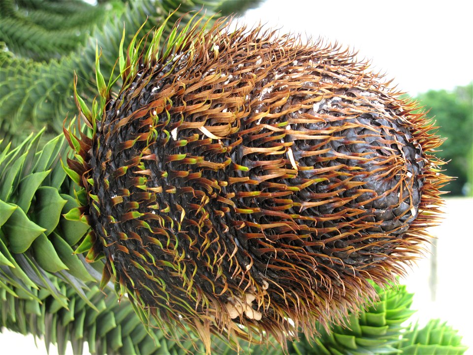 Fruit of Araucaria araucana in the Mer de sable, near Paris, France.