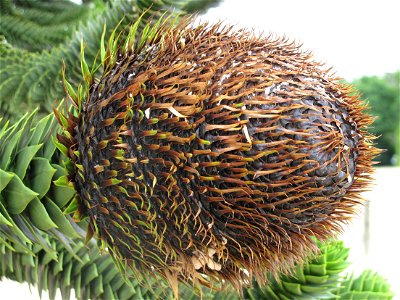 Fruit of Araucaria araucana in the Mer de sable, near Paris, France.