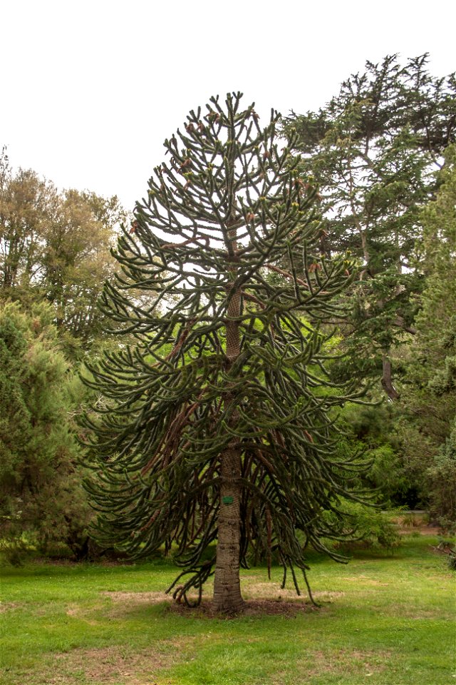 Araucaria araucana