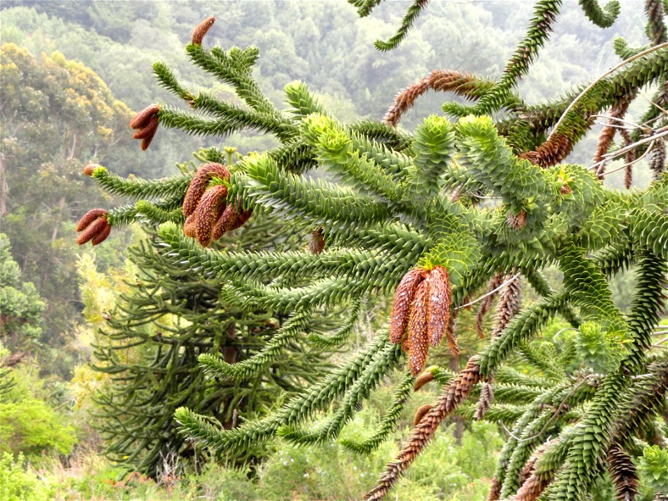 Araucaria araucana (male) specimen in the University of California Botanical Garden, Berkeley, California, USA.