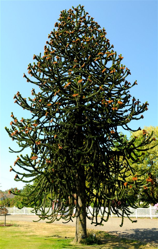 Photo of a large Araucaria araucana tree (male) in front of Hulda Klager Lilac Gardens in Woodland, Washington.