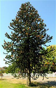 Photo of a large Araucaria araucana tree (male) in front of Hulda Klager Lilac Gardens in Woodland, Washington.