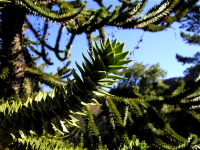 I took this photo myself at the UC Berkeley Botanical Garden.  More comments on the photo can be found at http://duskyshutterflies.blogspot.com/2006/11/monkey-puzzle-tree.html Dusky Shutterflies