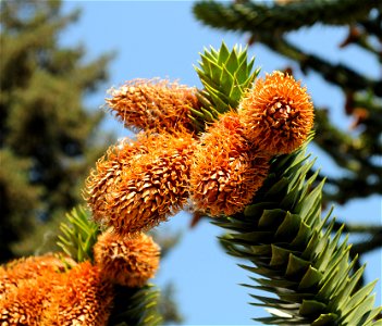Closeup on mature cones and a branch of an Araucaria araucana tree in front of Hulda Klager Lilac Gardens in Woodland, Washington. photo