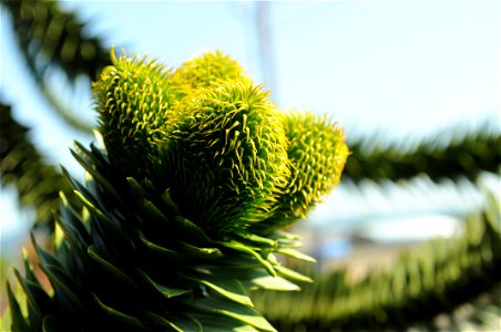 Closeup on green cones of an Araucaria araucana tree in front of Hulda Klager Lilac Gardens in Woodland, Washington. photo