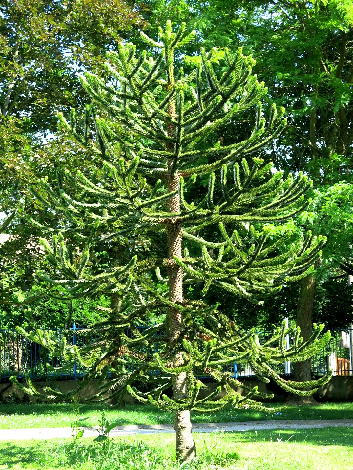 Araucaria in the parc du moulin in Chelles (Seine-et-Marne, France).