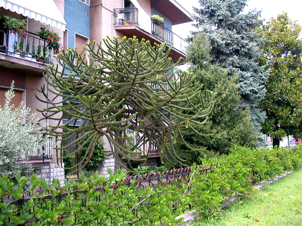 Chilenische Araukarie (Araucaria araucana) in Italien