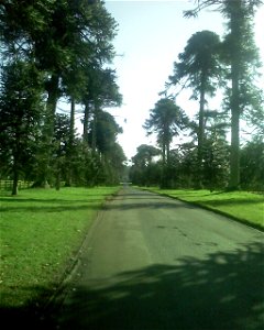The avenue of Araucaria Araucana at Bicton College, looking east towards main gate