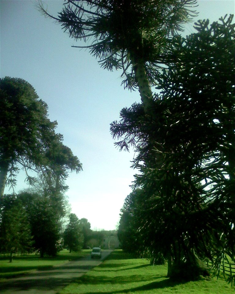 Recently felled Araucaria Araucana at Bicton when still standing. Van gives proportion of scale.