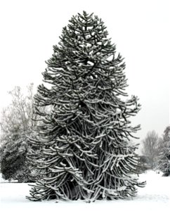 Monkey Puzzle Tree in snow at Kew photo