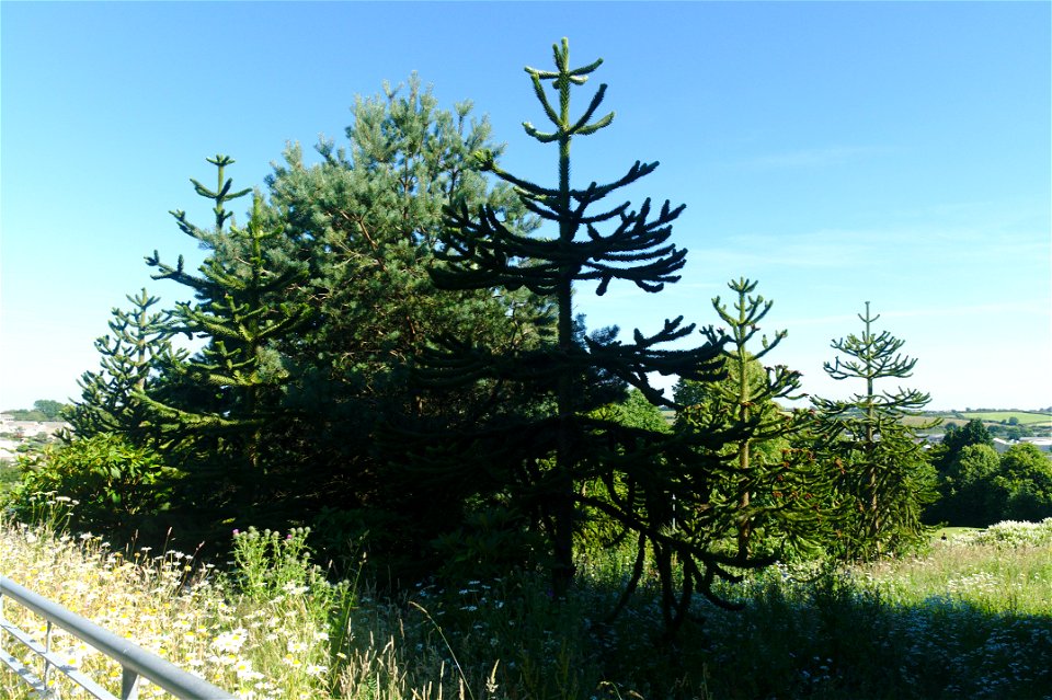 Some trees on the Penryn (Tremough) Campus in Cornwall including monkey puzzle (Araucaria araucana) trees.