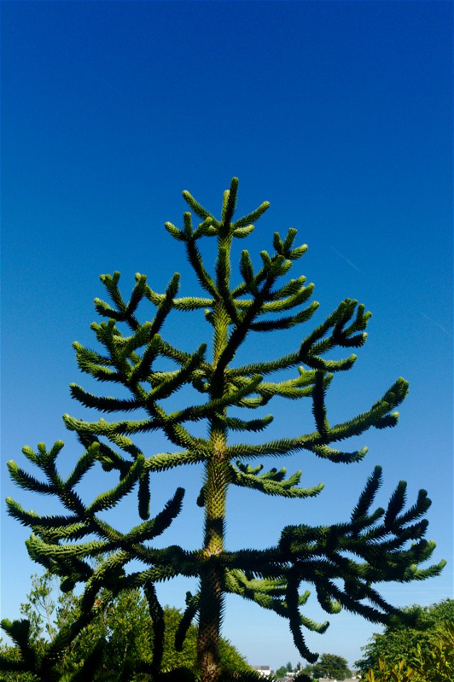 Monkey Puzzle tree (Araucaria Araucana) on Penryn Campus, Cornwall