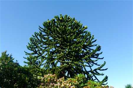 Monkey Puzzle tree (Araucaria Araucana) on Penryn Campus, Cornwall photo