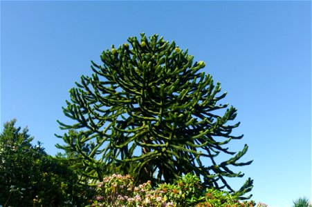 Monkey Puzzle tree (Araucaria Araucana) on Penryn Campus, Cornwall