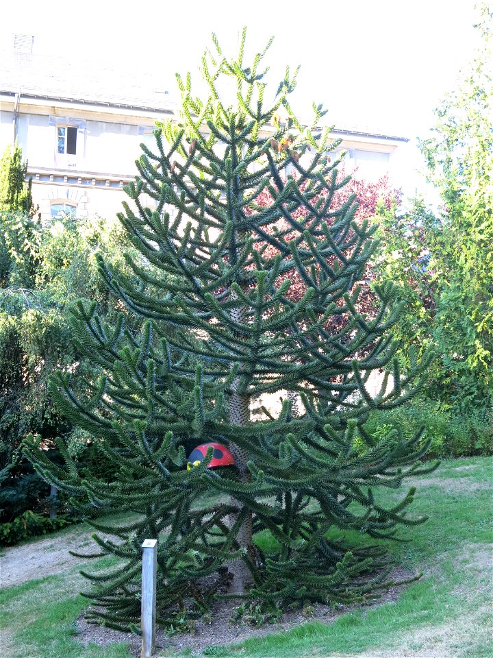 Araucaria in the parc Fenestre of la Bourboule (Puy-de-Dôme, France).