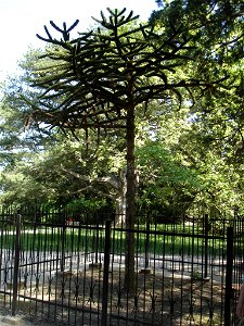Алупка, Воронцовский дворец, чилийская араукария в парке photo
