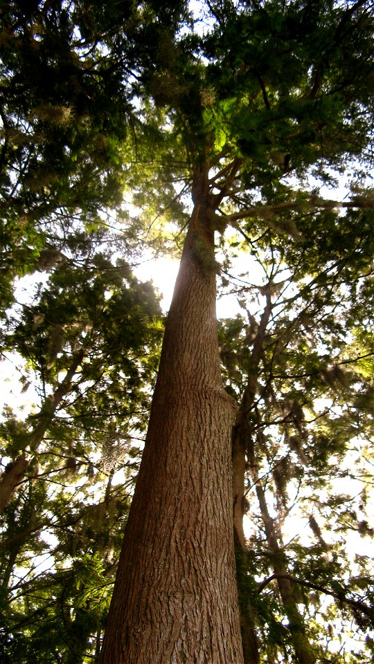 A Baldcypress tree, as viewed from the base. Florida.