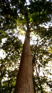 A Baldcypress tree, as viewed from the base. Florida.