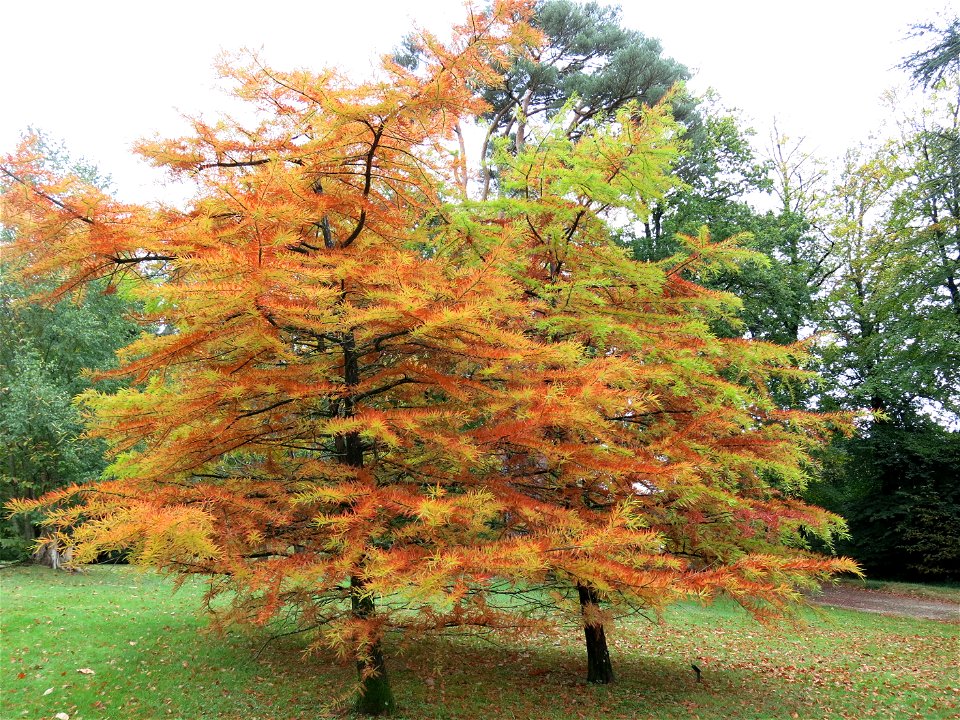 Bald cypress in the Arboretum of the la Roche-Bagnoles castle (Orne, France).