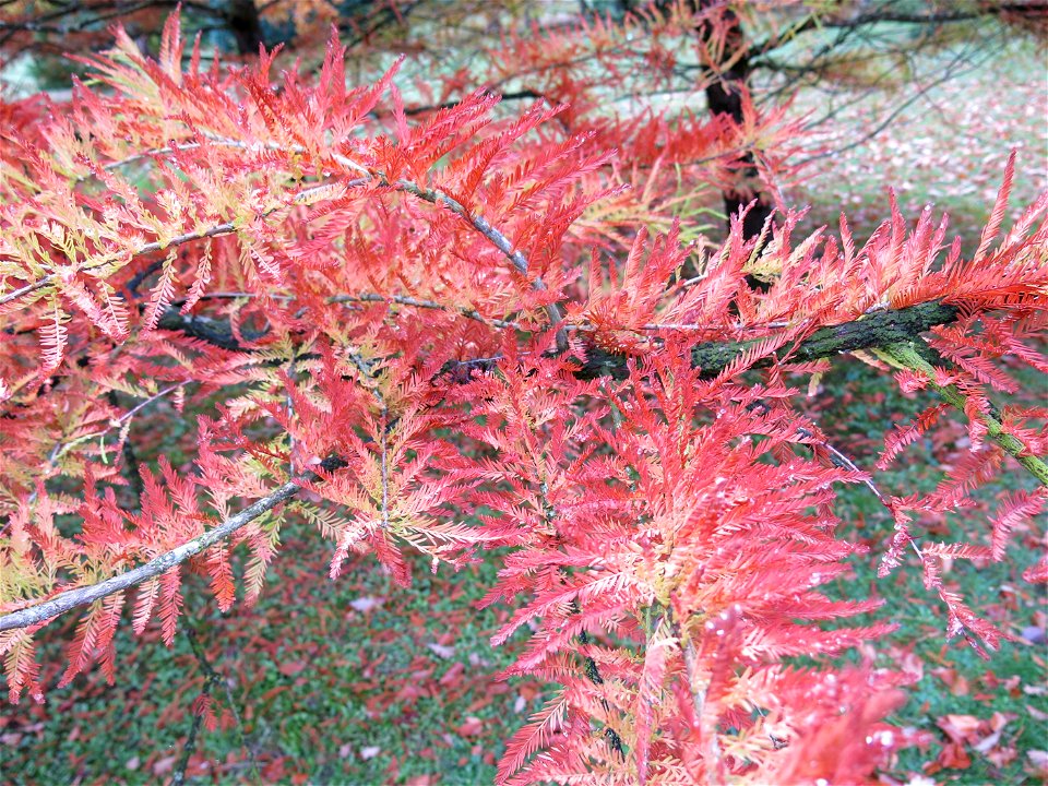 Foliage of Bald cypress in the Arboretum of the la Roche-Bagnoles castle (Orne, France).