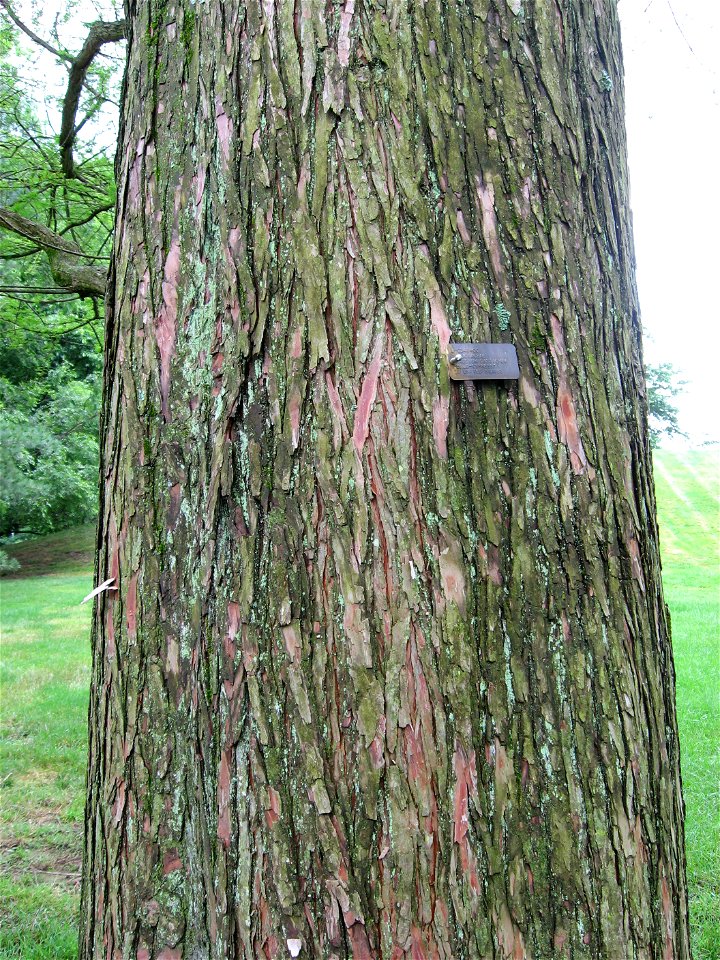 A picture of the bark of Taxodium distichum.