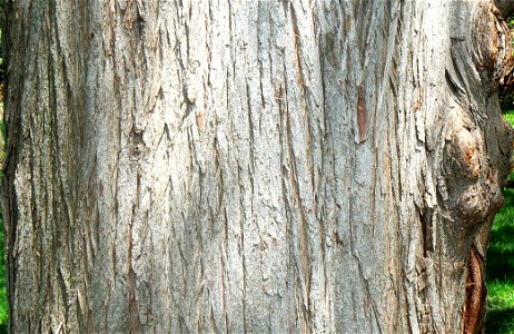 Bald Cypress (Taxodium distichum) bark detail