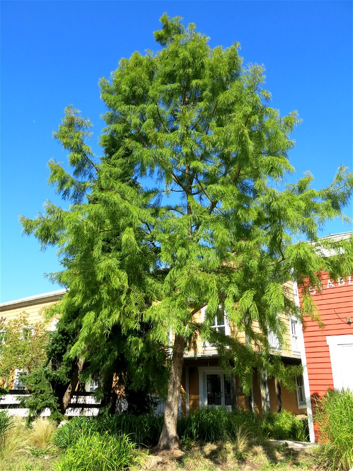 Bald cypress in the park of the hotels of Disneyland resort Paris (Seine-et-Marne, France).