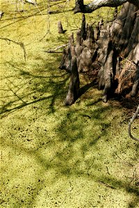 Image title: Bald cypress knees rising above water covered with duckweed swamp and mud
Image from Public domain images website, http://www.public-domain-image.com/full-image/nature-landscapes-public-d