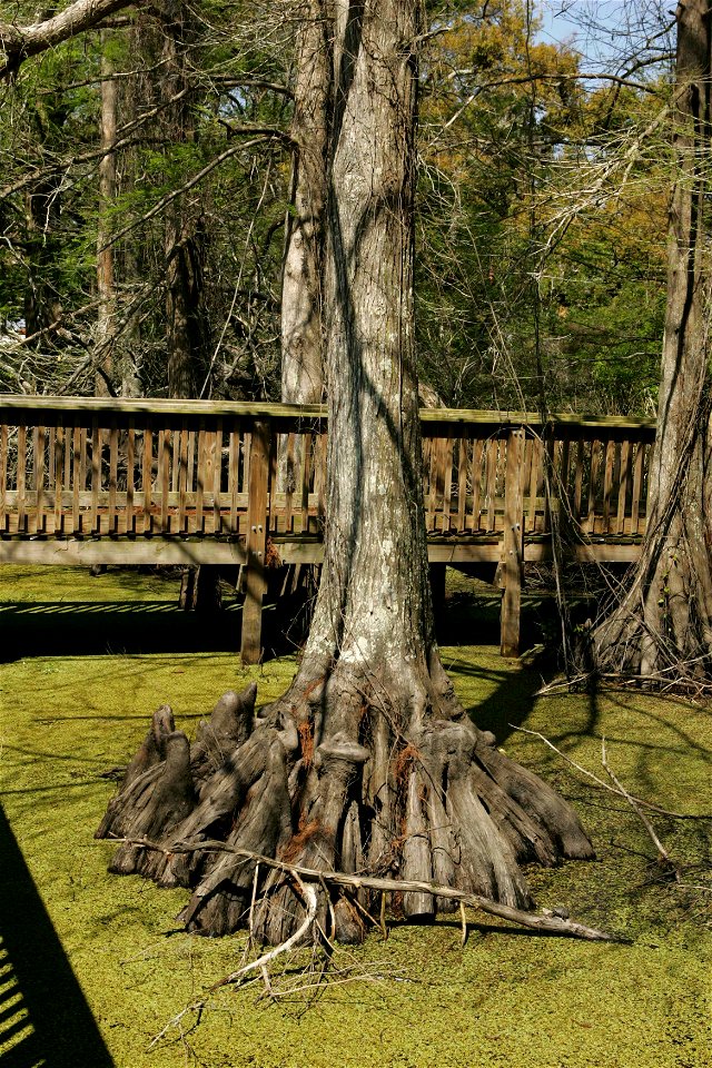 Image title: Bald cypress tree growing close to boardwalk over duckweed covered water
Image from Public domain images website, http://www.public-domain-image.com/full-image/nature-landscapes-public-do