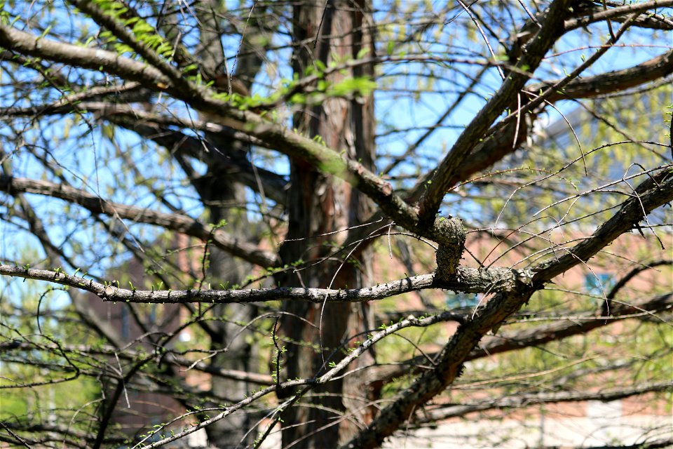 Chadwick Arboretum and Learning Gardens
Lane Avenue Gardens
The Ohio State University

Columbus, Ohio
