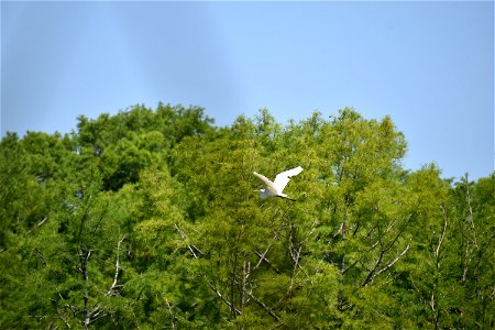 Mattamuskeet NWR