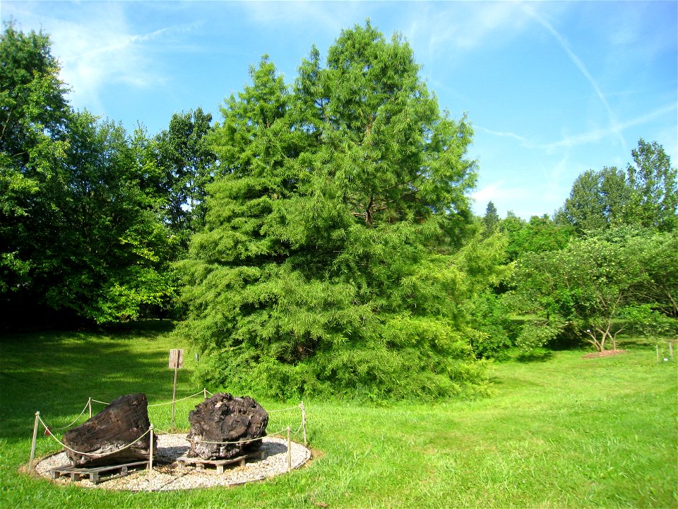 Arboretum with petrified wood - Botanischer Garten der Universität Würzburg, Würzburg, Germany.