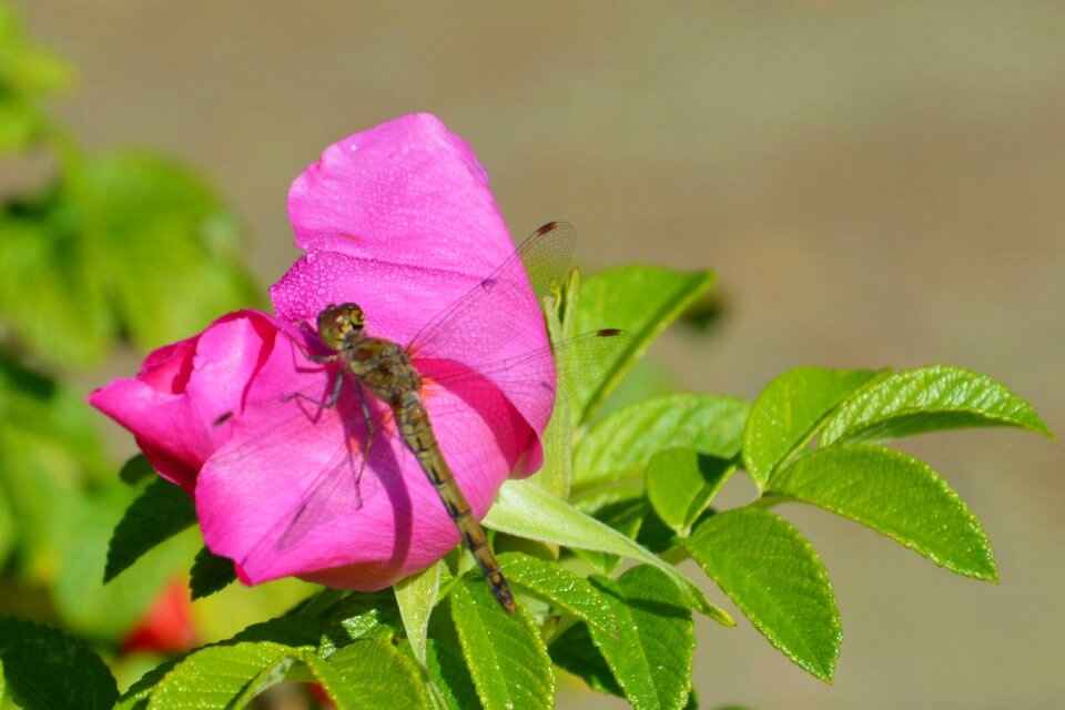 Insect flight insect dragonfly