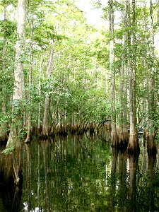 A stand of Baldcypress trees in the Tosohatchee Wildlife Management Area along the St. Johns River