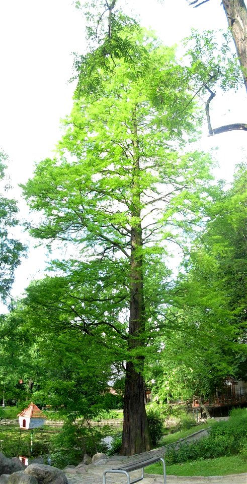 Cypryśnik błotny pomnik przyrody w parku Kazimierza Wielkiego w Bydgoszczy