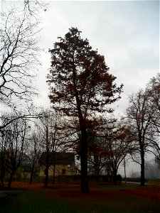 Cypryśnik błotny przy cmentarzu żołnierzy Armii Radzieckiej w Raciborzu. Pomnik przyrody.